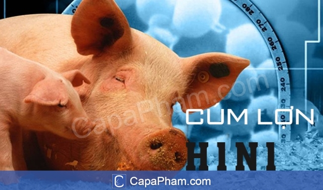 Đại dịch cúm lợn H1N1